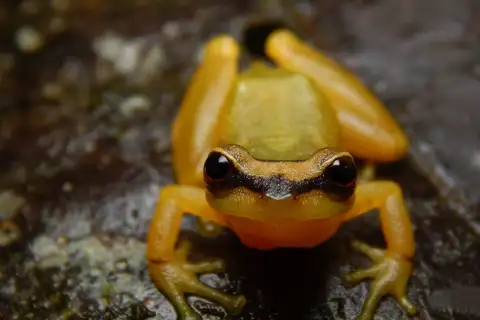 Pristimantis zorro