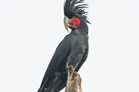 Palm Cockatoo