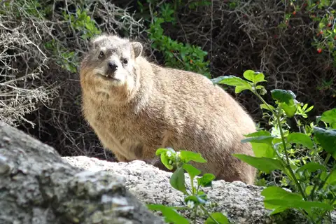 Rock Hyrax