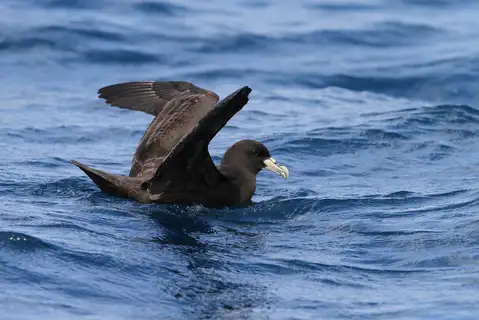 White-chinned Petrel
