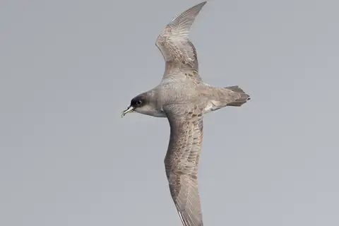 Grey Petrel