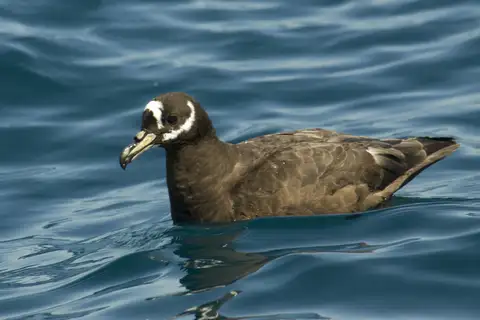Spectacled Petrel