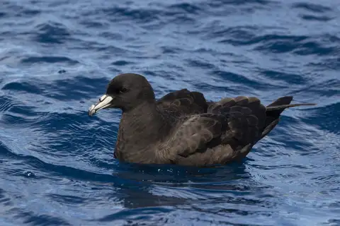 Black Petrel