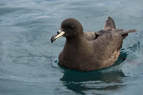 Westland Petrel