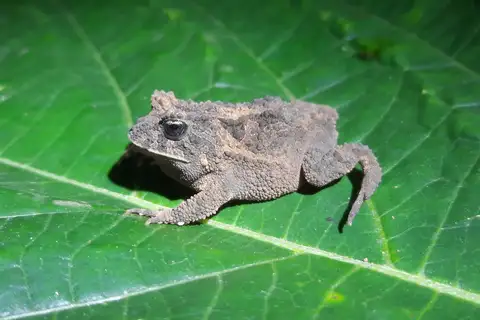 Cow Frog