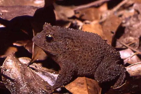 Peters' Smooth Horned Frog