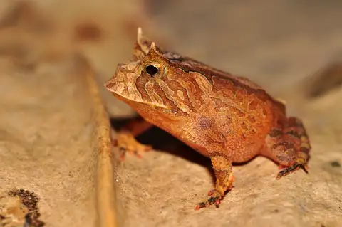 Bahia Smooth-horned Frog