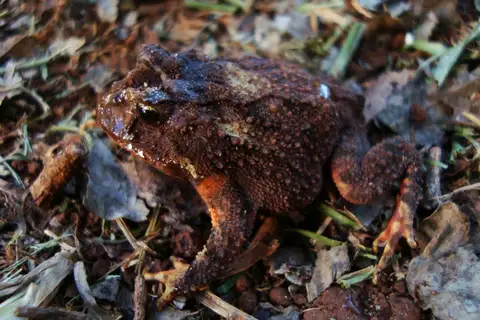 Horn Toad