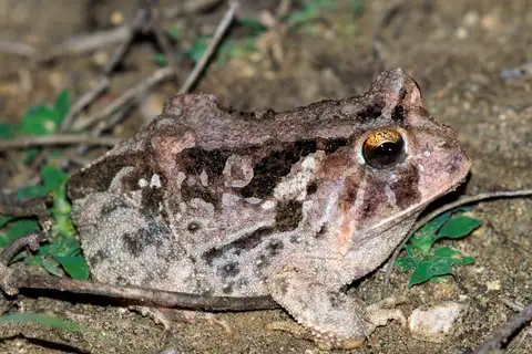 Ceará Smooth-horned Frog