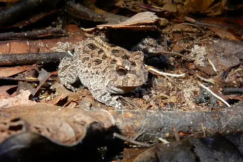 Proceratophrys dibernardoi