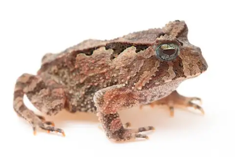 Goiás Smooth-horned Frog