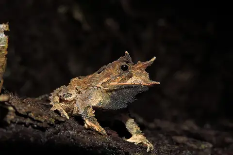 Proceratophrys itamari