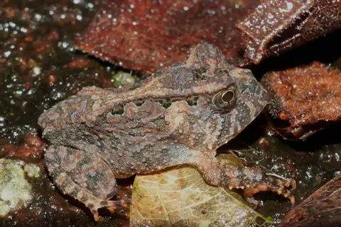 Proceratophrys korekore
