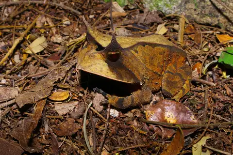 Linhares Smooth-horned Frog
