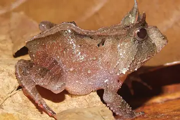 Renal Smooth-horned Frog