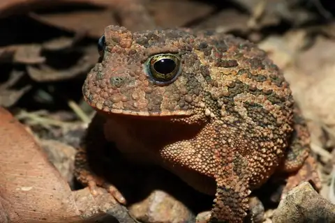 Proceratophrys vielliardi