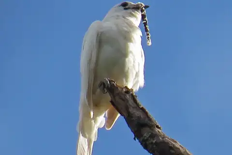 White Bellbird