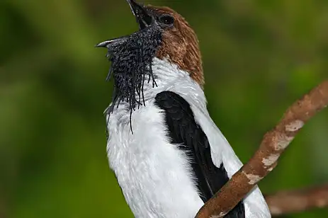 Bearded Bellbird