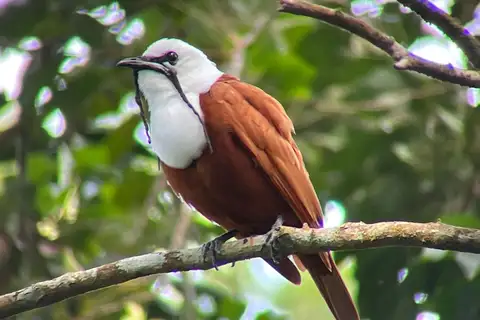 Three-wattled Bellbird