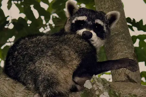 Crab-eating Raccoon