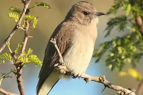 Brown-backed Honeybird