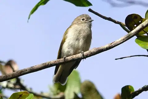 Green-backed Honeybird