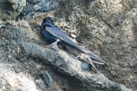 Galapagos Martin