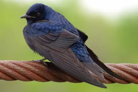 Purple Martin