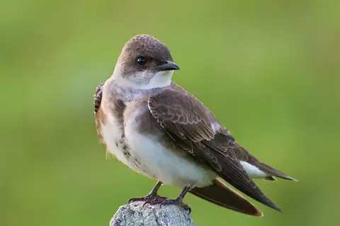 Brown-chested Martin