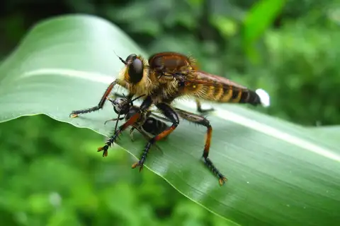 Promachus yesonicus