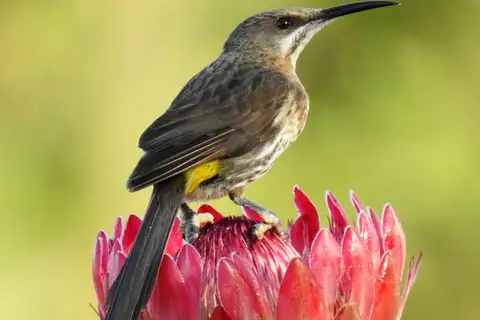 Cape Sugarbird