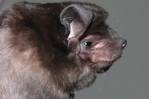 big crested mastiff bat