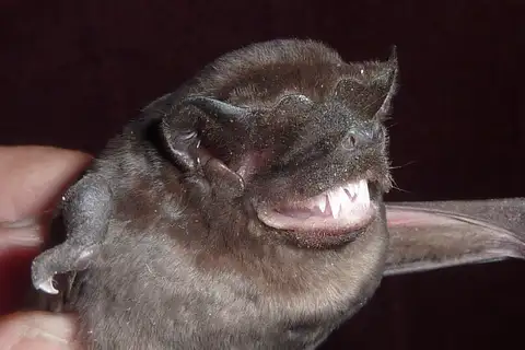 brown mastiff bat