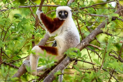 Coquerel's Sifaka