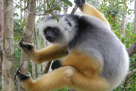 Diademed Sifaka