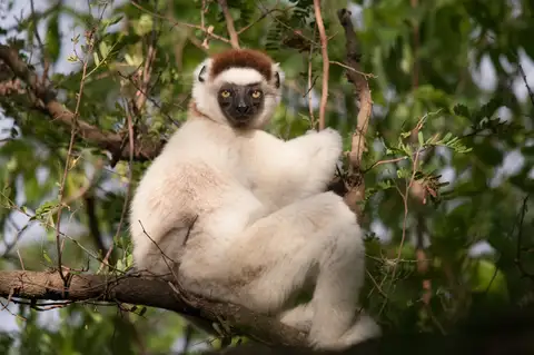 Verreaux's Sifaka