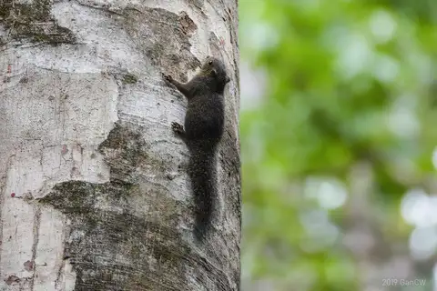 Celebes Dwarf Squirrel