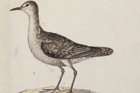 Kiritimati Sandpiper