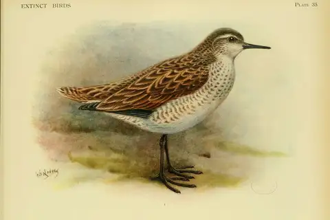 Tahiti Sandpiper