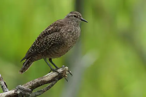 Tuamotu Sandpiper