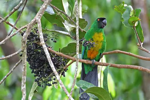 Masked Shining Parrot