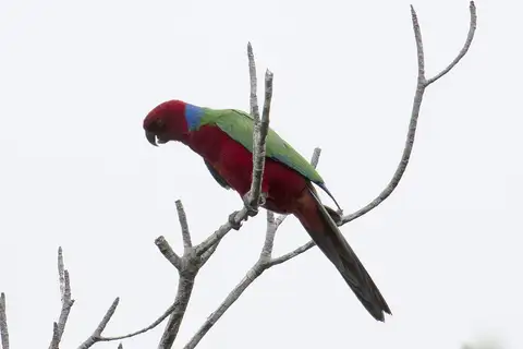 Crimson Shining Parrot