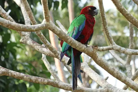 Maroon Shining Parrot