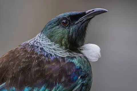 Tui