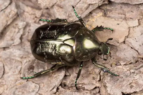 Marbled Rose-chafer