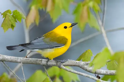 Prothonotary Warbler
