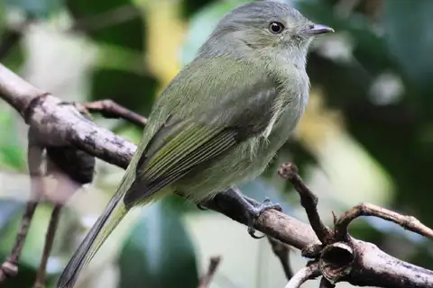 Serra do Mar Tyrant-Manakin