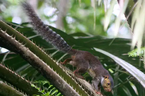 Forest Giant Squirrel