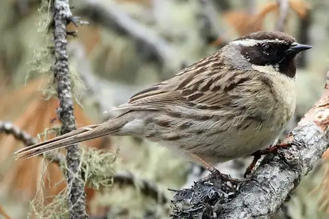 Black-throated Accentor