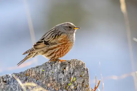 Alpine Accentor
